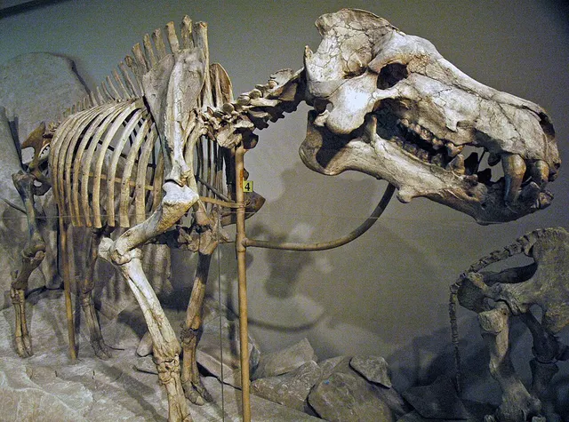 Entelodontidae