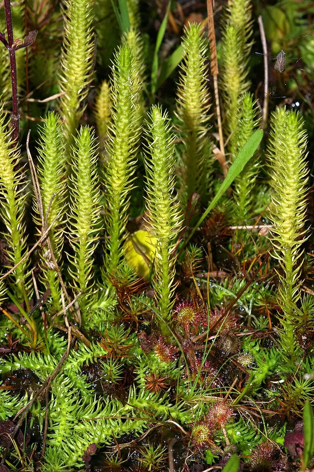Pteridophyte