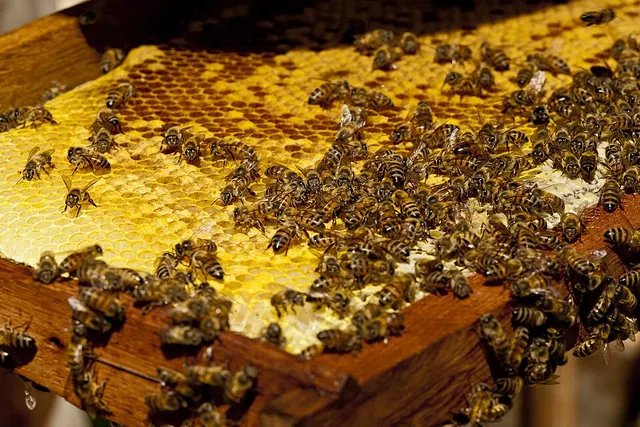 Africanized bee