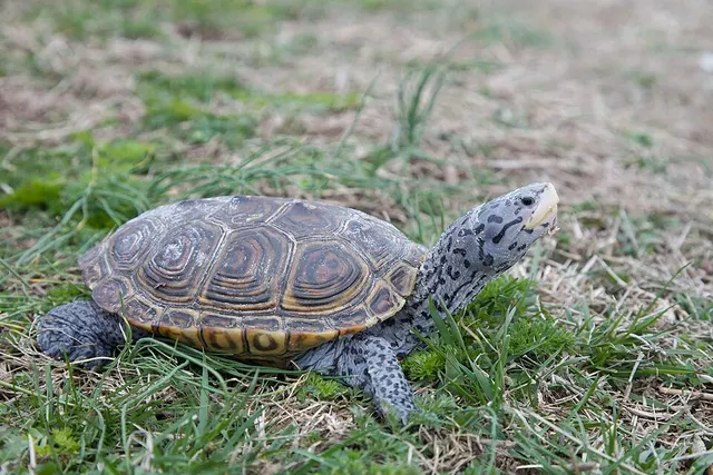 Malaclemys terrapin