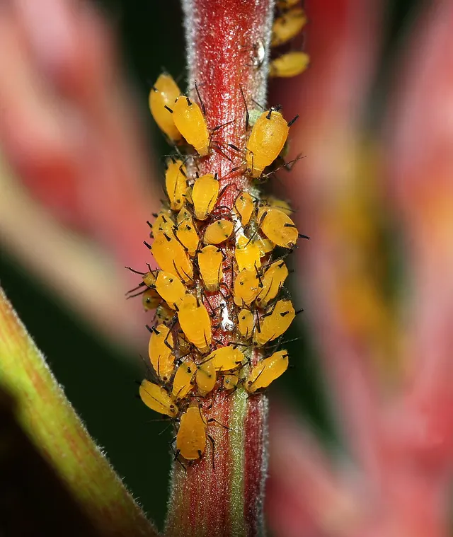 Aphid