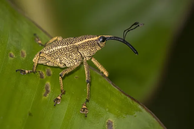 Curculionidae