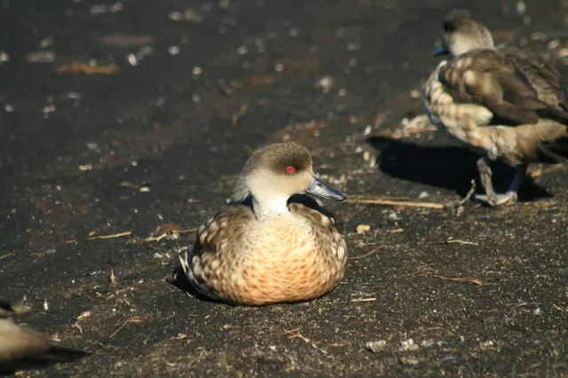 Patagonian crested duck