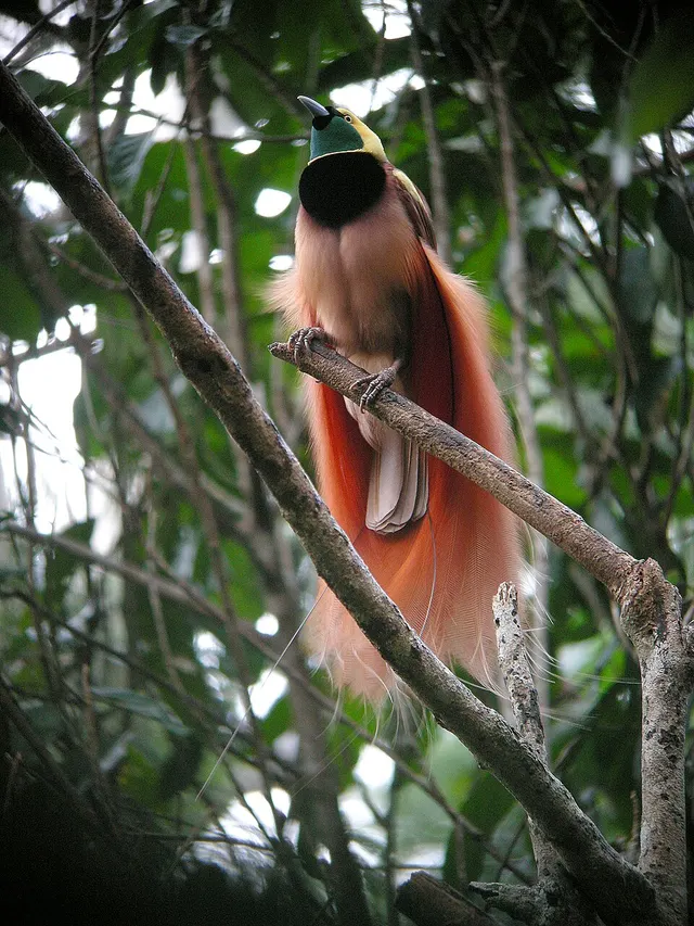 Bird-of-paradise