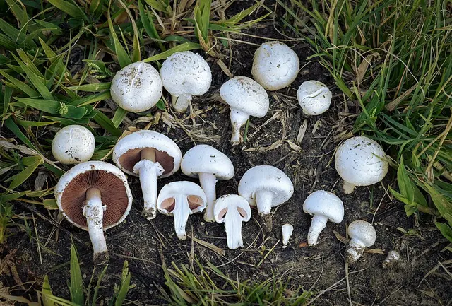 Agaricus
