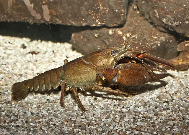 Astacus astacus
