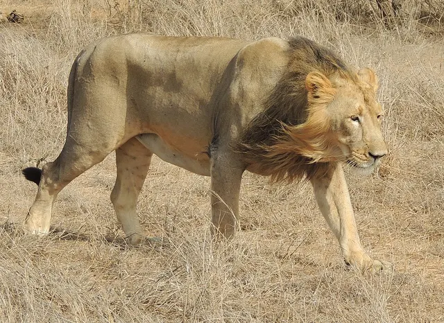 Lion d'Asie