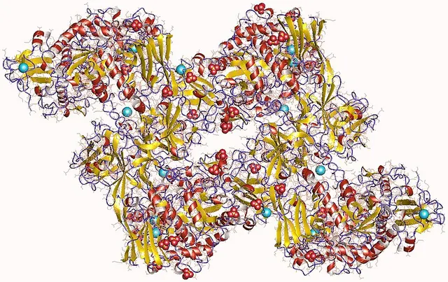 Pullulanase