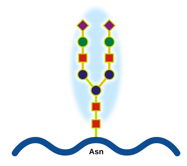 Glycoprotéine