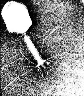 Viral replication