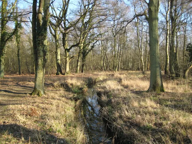 Whitmoor Common