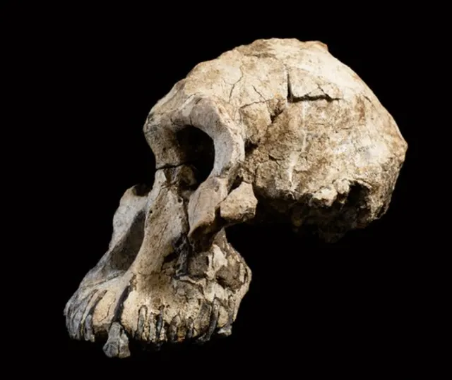 Australopithecus anamensis
