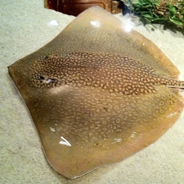 Whitespotted whipray