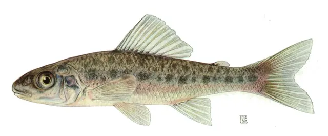 Acanthomorpha