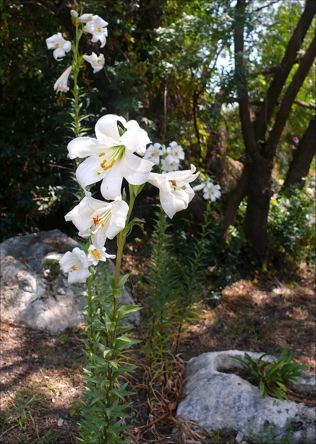 Liliaceae