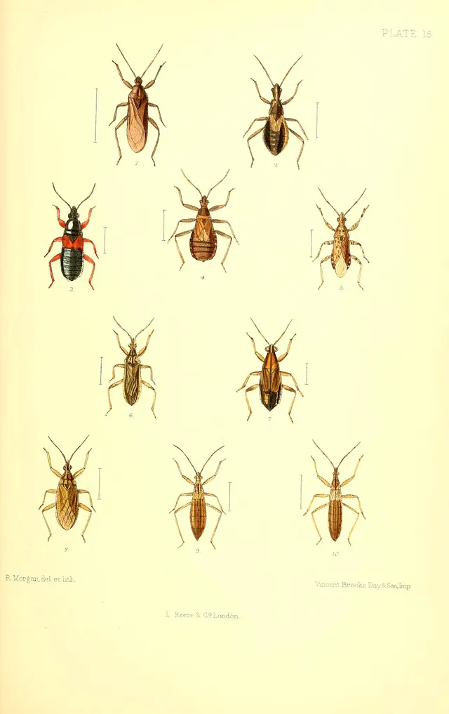 Nabis limbatus