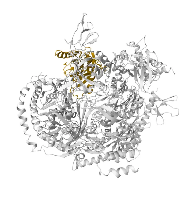 Exosome component 6
