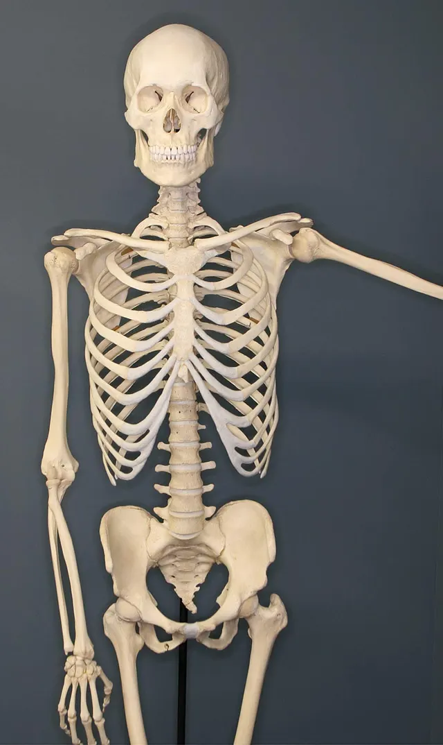 Human skeleton
