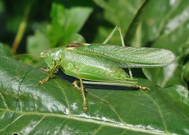 Tettigoniidae