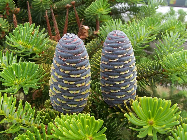 Sapin