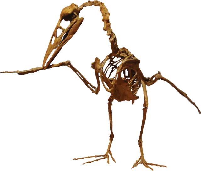 Ichthyornis