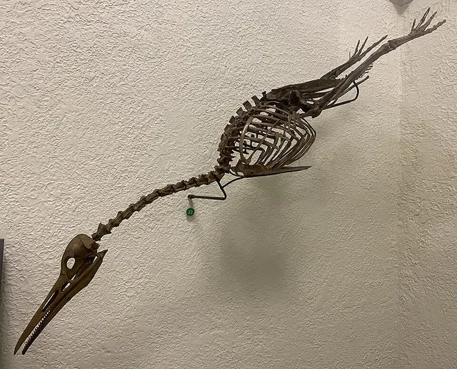Hesperornis
