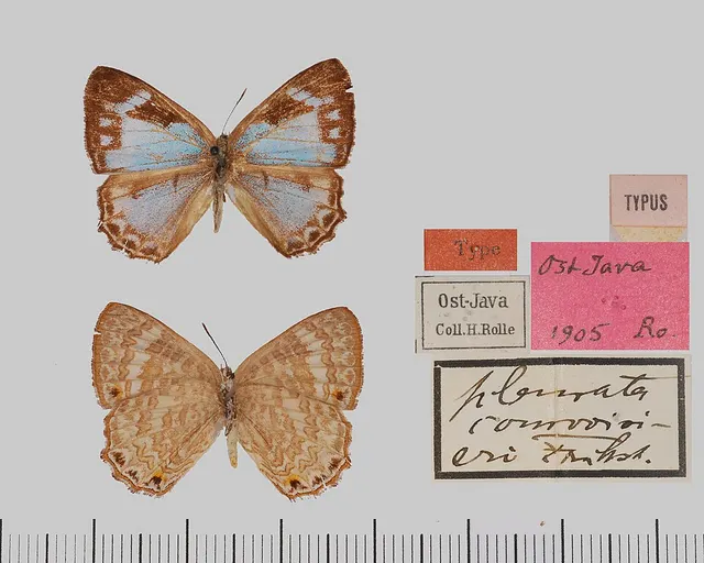 Poritia phama
