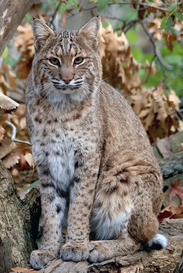 Lynx roux