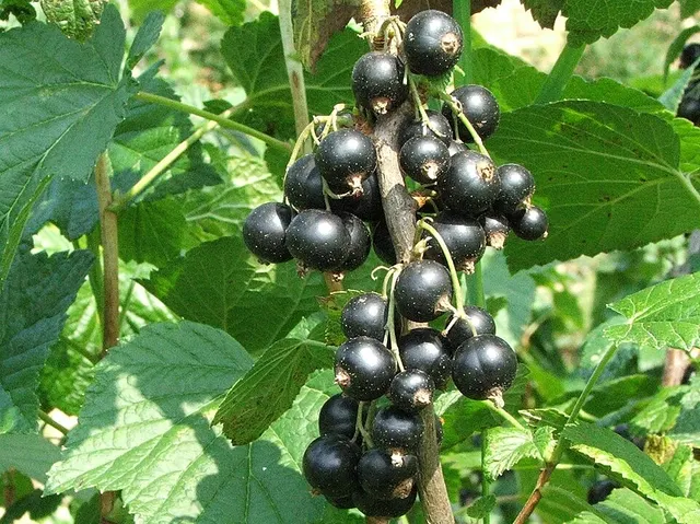Blackcurrant