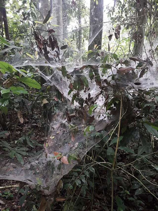 Social spider