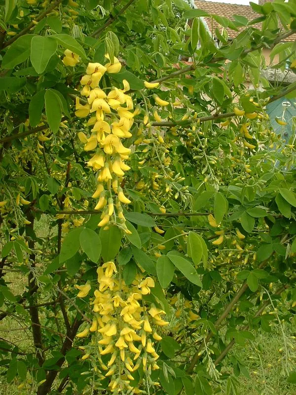 Laburnum anagyroides