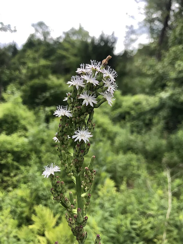 Lactuca biennis