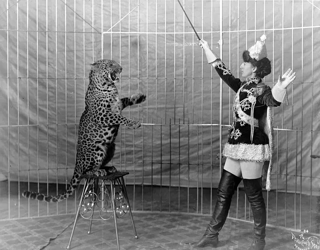 Animal training