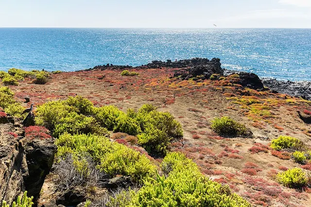 Galápagos Islands xeric scrub