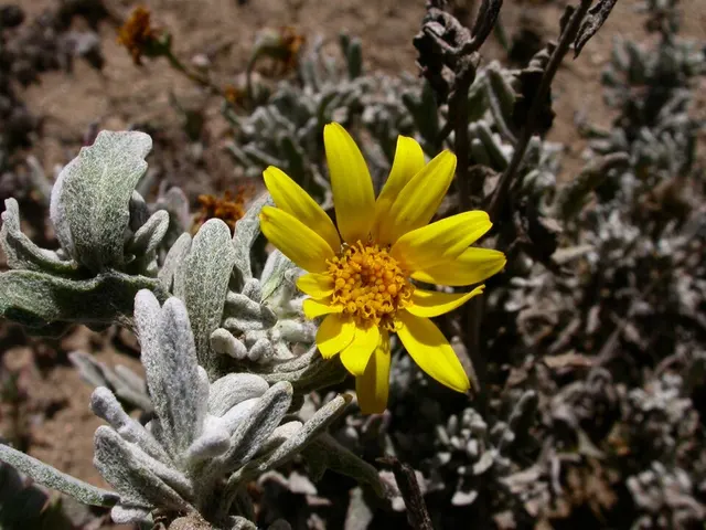 Senecio brunonianus