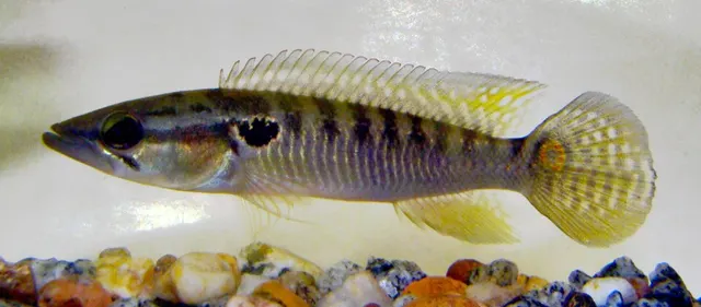 Crenicichla
