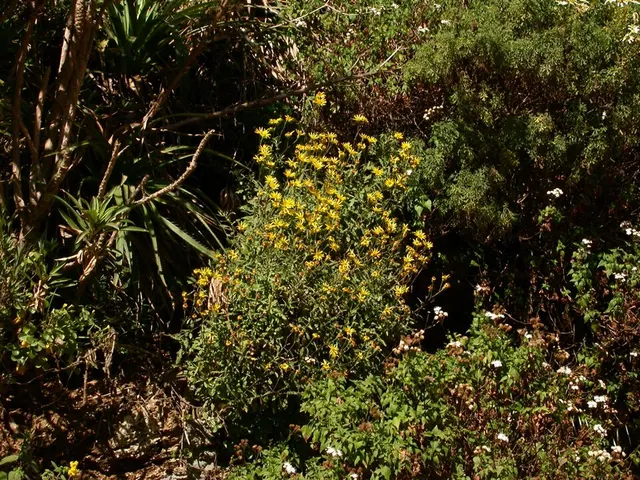 Senecio haloragis