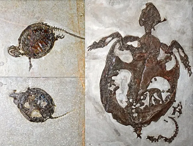 Chelydropsis