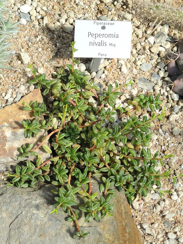 Peperomia nivalis