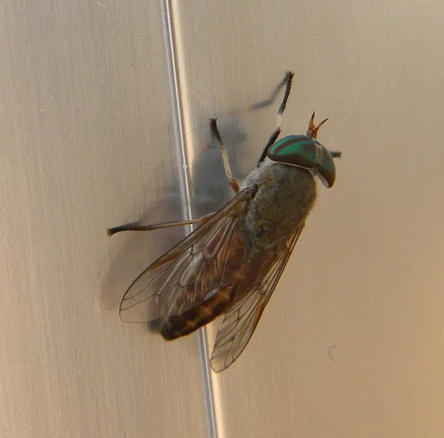 Tabanus nigrovittatus