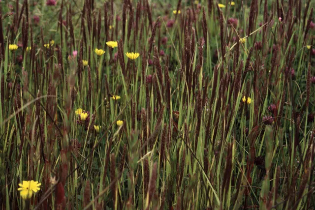 Agrostis microphylla