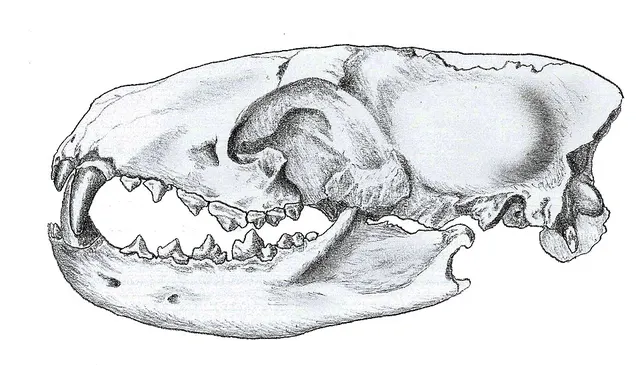 Temnocyon
