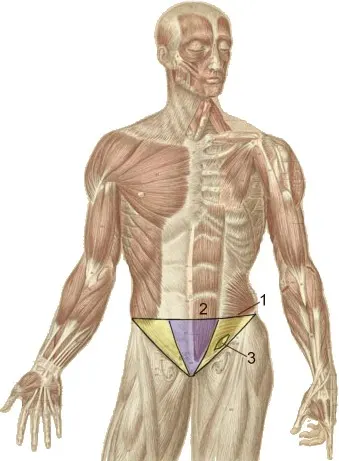 Groin