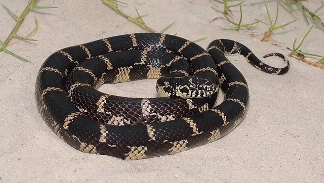 Lampropeltis getula