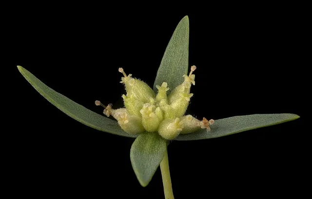 Pimelea microcephala