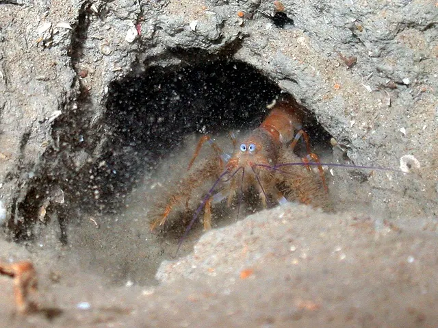 Furry lobster
