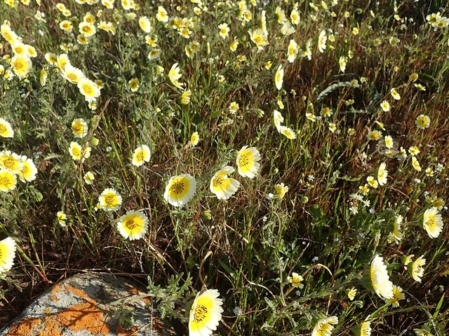 Layia gaillardioides