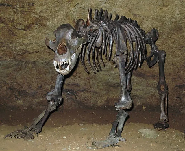Cave bear