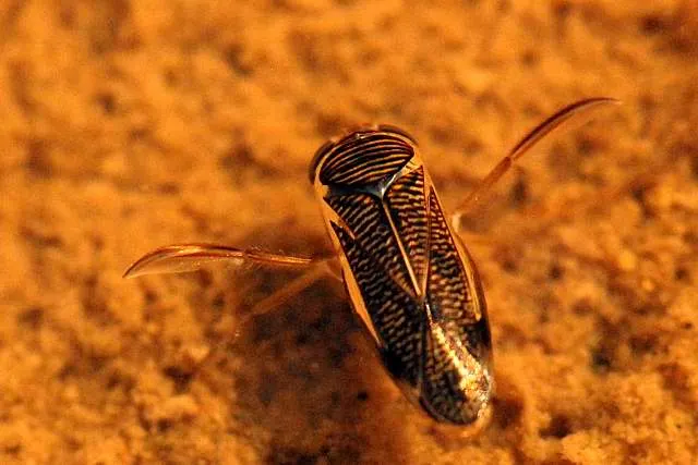 Corixidae