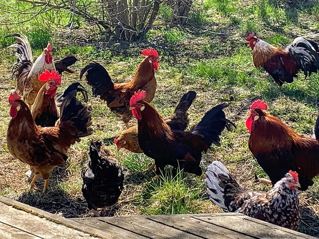 Icelandic chicken